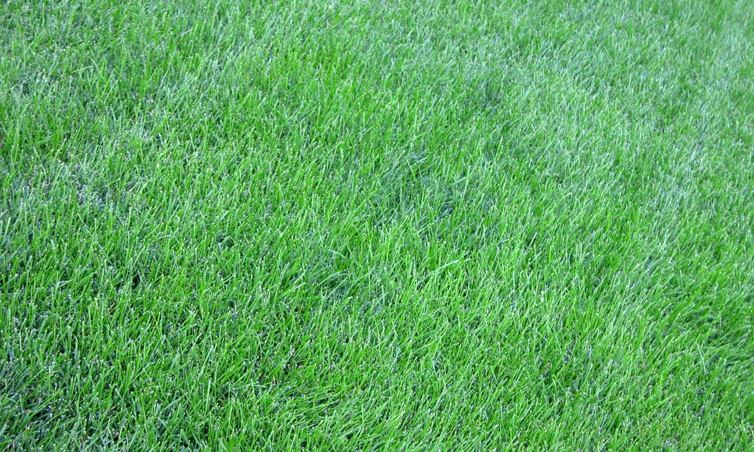 New Turf Lawns Ballymount County Dublin